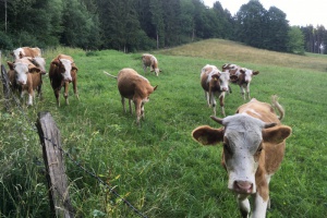 Bio-Woche Ilzer Land