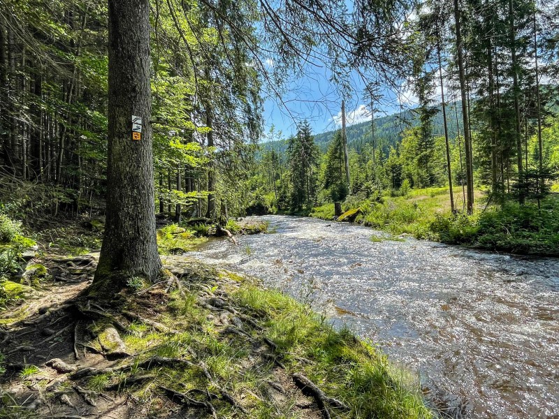 Flyer/Grafik zum Event: Nationalpark exklusiv – Flusswanderweg nach Bayerisch Eisenstein 2025 am So., 17.08.2025 ab 10:15 Uhr