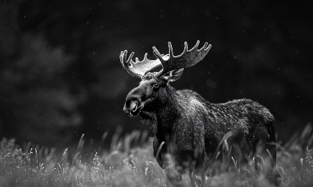 Elch Emil im Grenzgebiet unterwegs