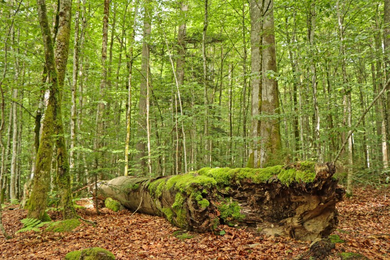 Flyer/Grafik zum Event: Nationalpark exklusiv – Die Urwaldgebiete in Zwieslerwaldhaus am Sa., 18.04.2026 ab 10:00 Uhr