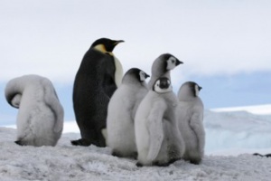 NaturVision 2010: Nominierung der Wettbewerbsfilme