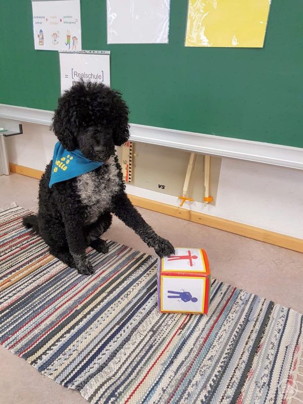 Schulhund und Mathematikhilfskraft Othello lehrte den Schülern seine Erfolgsformel: Motivierte Lehrer plus coole Schüler mal perfekter Bildungsweg ist gleich: Realschule Grafenau.