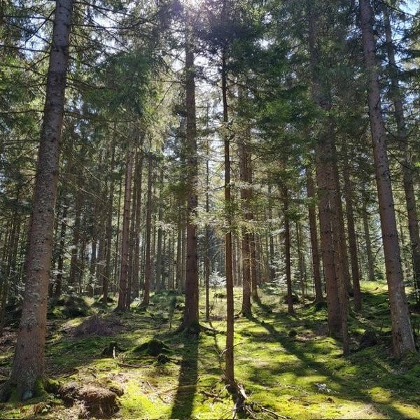 Flyer/Grafik zum Event: Wir erkunden gemeinsam den Wald und seine Geheimnisse am Sa., 14.06.2025 von 10:00 bis 12:00 Uhr