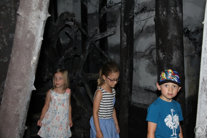 Auf der Pirsch durch den nächtlichen Wald.