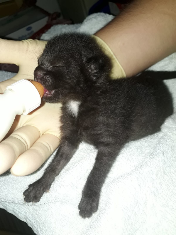 Einige Streuner-Welpen zieht Tanja mit dem Fläschchen auf.