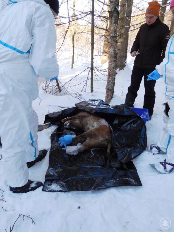 Bereits im Februar 2019 wurden im Landkreis Übungen zur Bergung von Wildschweinkadavern durchge-führt, bei denen Kadaver in Waldgebieten gesucht und geborgen wurden, teils unter widrigen Bedingungen mit Schneeschuhen im Tiefschnee.