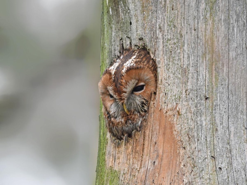 Flyer/Grafik zum Event: Zu Bär, Otter und Eulen am Fr., 12.01.2024 - Fr., 07.03.2025 von 11:00 bis 14:00 Uhr