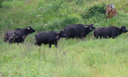 Wasserbüffel im Einsatz für den Naturschutz