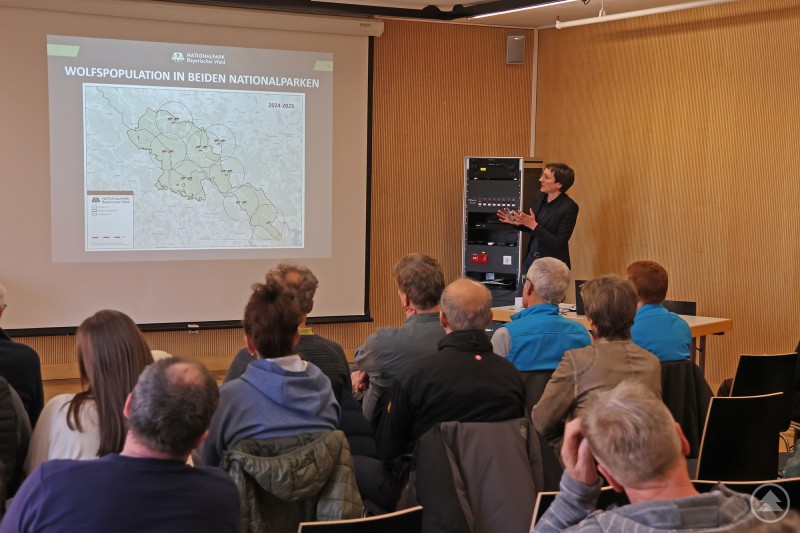 Ursula Schuster gab Einblicke in aktuelle Ergebnisse vom Wolfsmonitoring in den Nationalparken Bayerischer Wald und Šumava. Vortragssituation in einem Seminarraum, eine Referentin erklärt anhand einer Präsentation die Wolfspopulation in den Nationalparken vor einem Publikum.