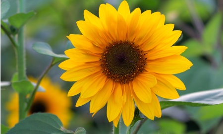 Der Sommer sagt ade!