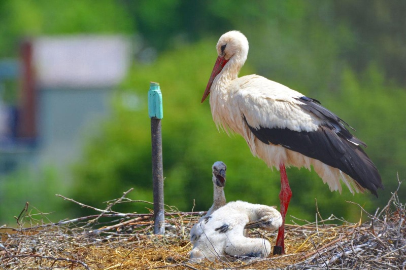 Flyer/Grafik zum Event: Zamsitzn mit den Störchen am Do., 27.06.2024 von 18:00 bis 21:00 Uhr