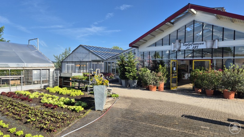 Gewächshaus, Voran Salatpflanzen, viele Blumen