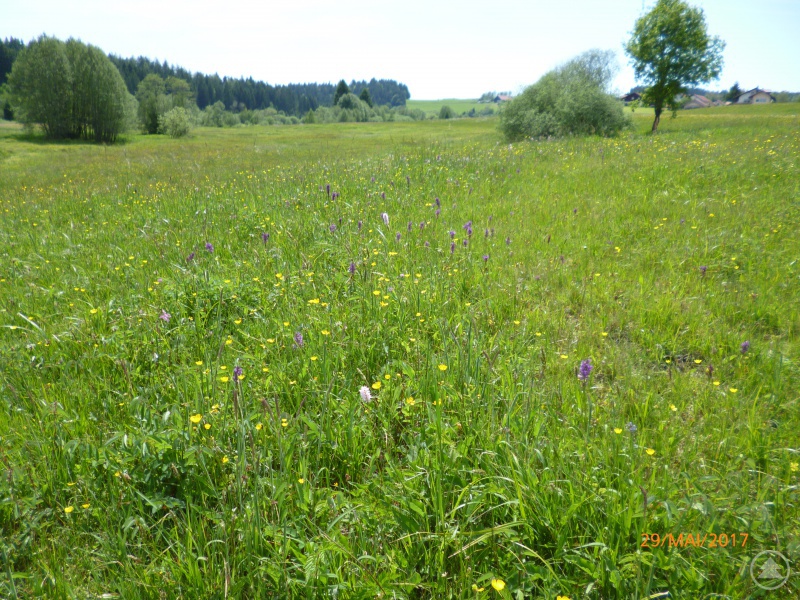 Vertragsnaturschutzfläche im Blühstadium in Schönbrunn am Lusen