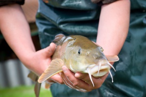 Lindbergmühle züchtet künftig mehr gefährdete Fischarten
