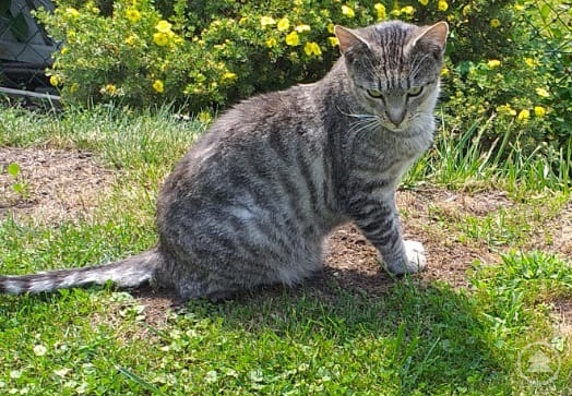 ...mittlerweile ist aus dem kleinen Purzel ein gesunder, selbstbewusster Kater geworden.
