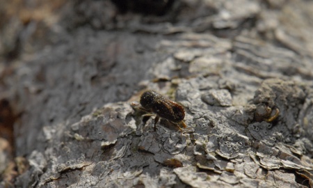 Steigende Temperaturen begünstigen Borkenkäfer