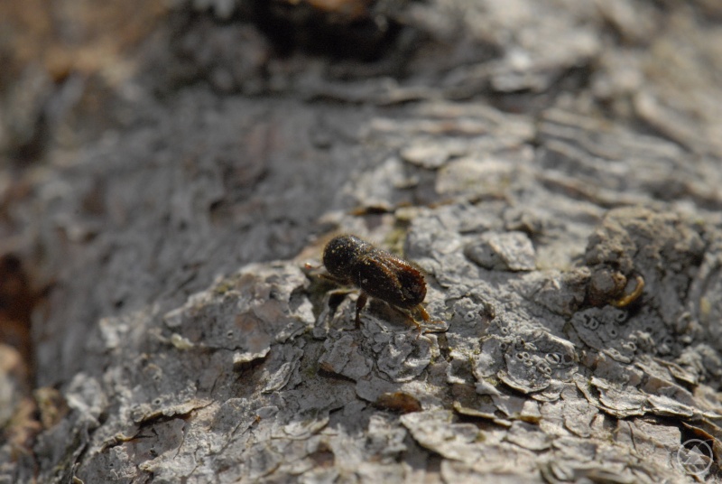 Buchdrucker auf einem Fichtenstamm
