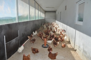 Wie betrifft die Vogelgrippe die Geflügelhöfe in der Region?