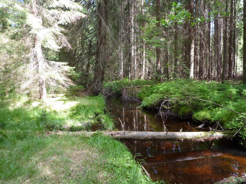 Flyer/Grafik zum Event: Wildniswanderung - Chaos und Verhau am Fr., 06.09.2019 von 16:00 bis 19:00 Uhr