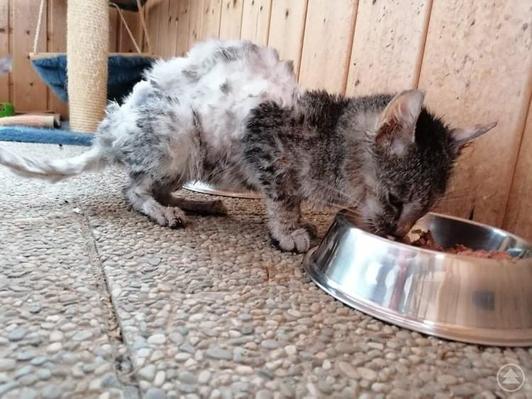 So sah Streunerkater Purzel zu Anfang aus...