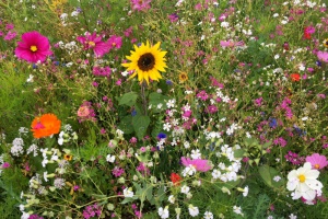 Landrätin sorgt für blühende Landschaft