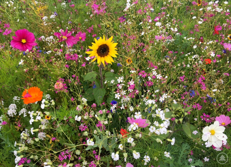 So soll die Wiese in ein paar Wochen aussehen.