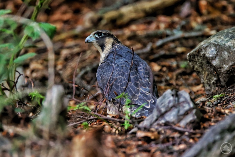 Unterhalb des Großen Falkensteins brüten dieses Jahr wohl mindestens zwei Wanderfalkenpaare