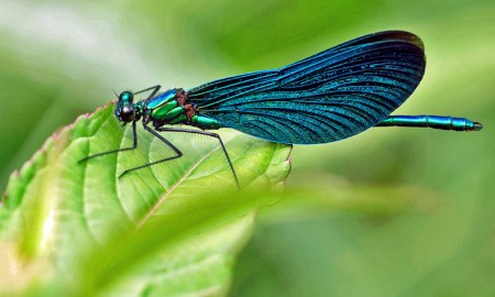 Geschickte Luftakrobaten