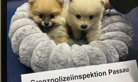 Grenzpolizei Passau stoppt Geldwäsche, Fahndungstreffer und illegalen Welpentransport bei Schwerpunktkontrolle