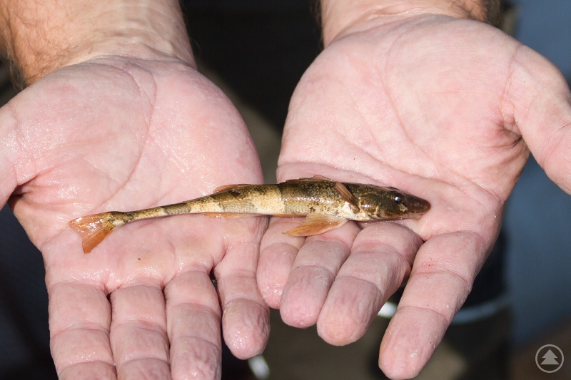 Der ‚Streber‘ ist ein seltener kleiner Fisch, der auf saubere, schnell strömende Gewässer angewiesen ist. Wo er zu finden ist, ist der Lebensraum intakt.