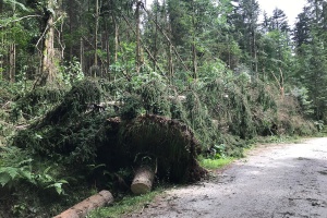 Schäden durch Gewittersturm im Nationalpark