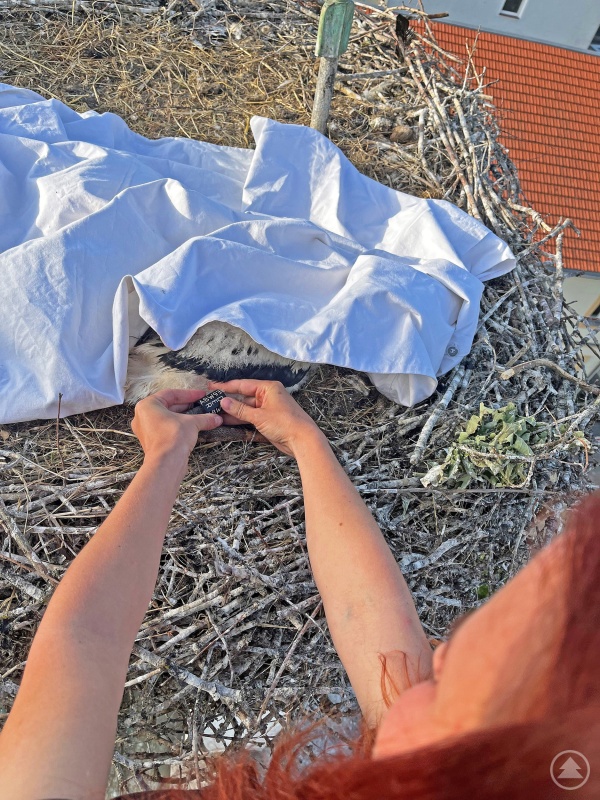 Geschützt unter einer Decke bekamen die vier Jungstörche ihre Erkennungsringe angelegt.