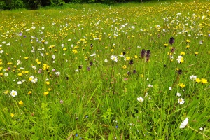 Großvaters Heuwiese wieder erlebbar machen
