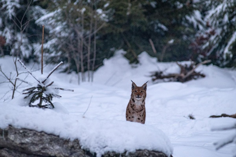 Flyer/Grafik zum Event: Zu Luchs, Wolf und Elch am Sa., 13.01.2024 - Do., 13.03.2025 von 11:00 bis 14:00 Uhr