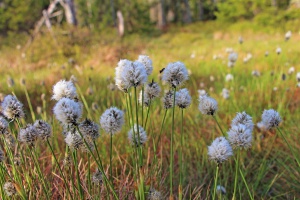 Bildgewaltiger Adventskalender