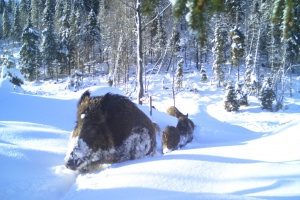 Erste bayerische Wildschweine tragen Halsbänder