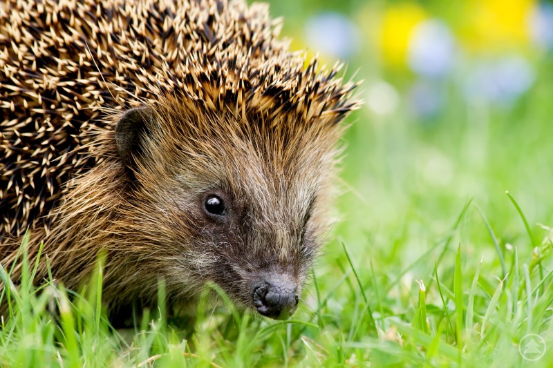 Der LBV ruft Bürgerinnen und Bürger in Bayern dazu auf, Igel-Sichtungen im Rahmen eines bundesweiten Forschungsprojekts zu melden. Ein Igel läuft durch eine grüne Wiese und sucht zwischen Gras und Wildpflanzen nach Nahrung.