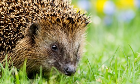 LBV ruft zur Igel-Meldung in Bayern auf