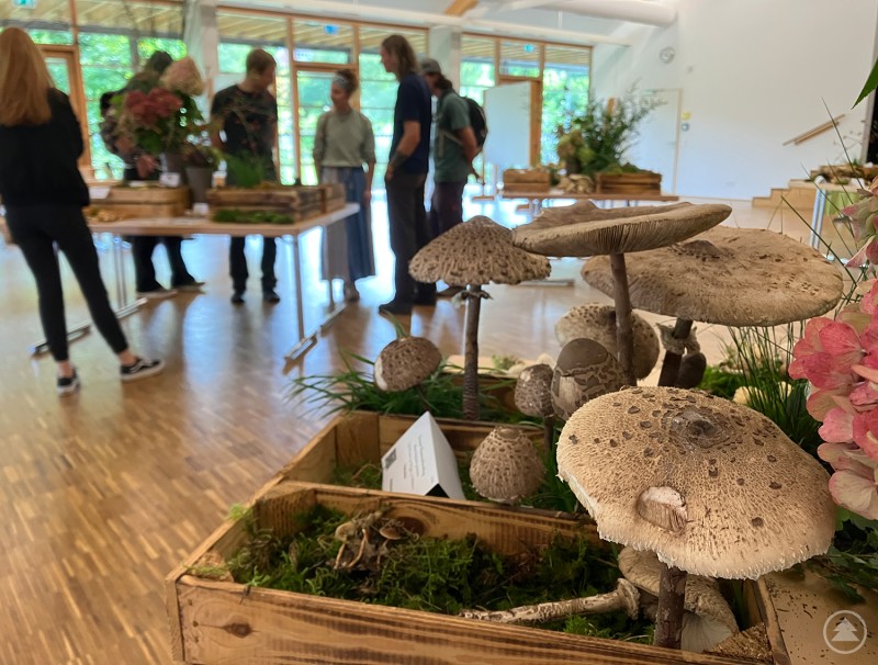 Detailaufnahme von verschiedenen Pilzen, die dekorativ in einer Holzkiste mit Moos und Pflanzen ausgestellt sind, im Hintergrund Besucher.