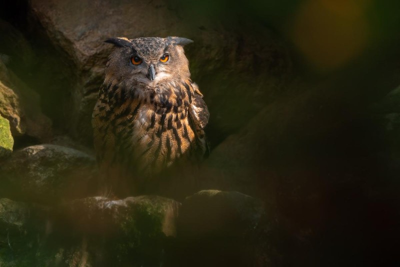 Flyer/Grafik zum Event: Zu Bär, Otter und Eulen am Fr., 18.07.2025 - Fr., 26.12.2025