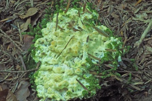 Außergewöhnlich spannende Pilzfunde