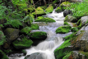 Premiere: Wasser im Nationalpark Bayerischer Wald