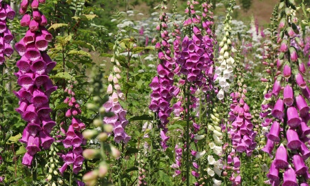 Erste Julihälfte Hochsommer - zweite  Regenwetter