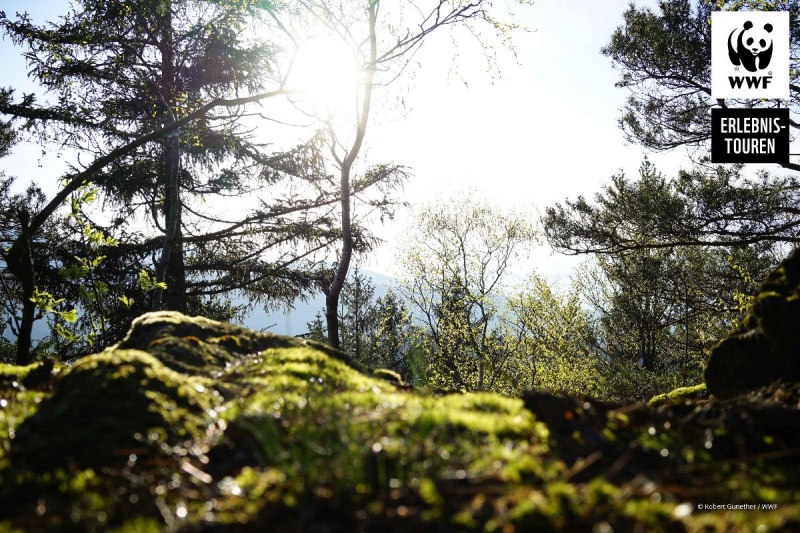 Flyer/Grafik zum Event: WWF Erlebnistour Wildnis Nationalpark Bayer Wald am So., 28.07.2024 - Sa., 15.02.2025 von 10:00 bis 15:00 Uhr