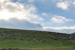 Unterwegs mit Schäfer Florian Heyn