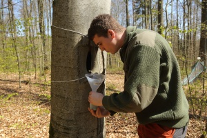 So viel Totholz braucht ein artenreicher Wald