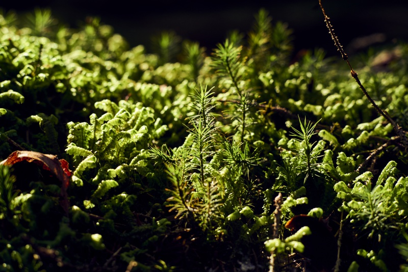 Flyer/Grafik zum Event: Waldbaden Tour am Do., 14.04.2022