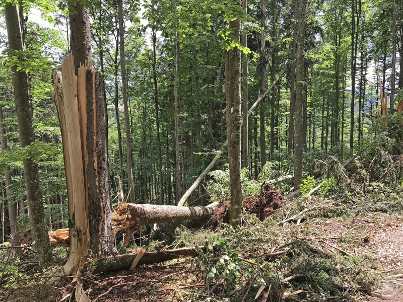 Vor allem rund um Finsterau sorgte der Pfingststurm für viele abgebrochene Bäume.