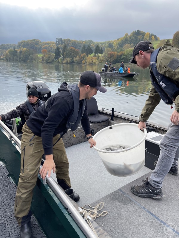 Die Sterlets werden auf die Boote gebracht. 993 Exemplare wurden in die Donau gesetzt. Zwei Männer heben auf einem Boot einen weißen Eimer mit Jungfischen, während im Hintergrund weitere Boote auf der Donau zu sehen sind.