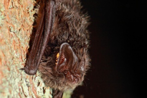 Die Schöne und das Biest